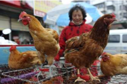 Grippe aviaire : alerte après un cas confirmé à Hong Kong